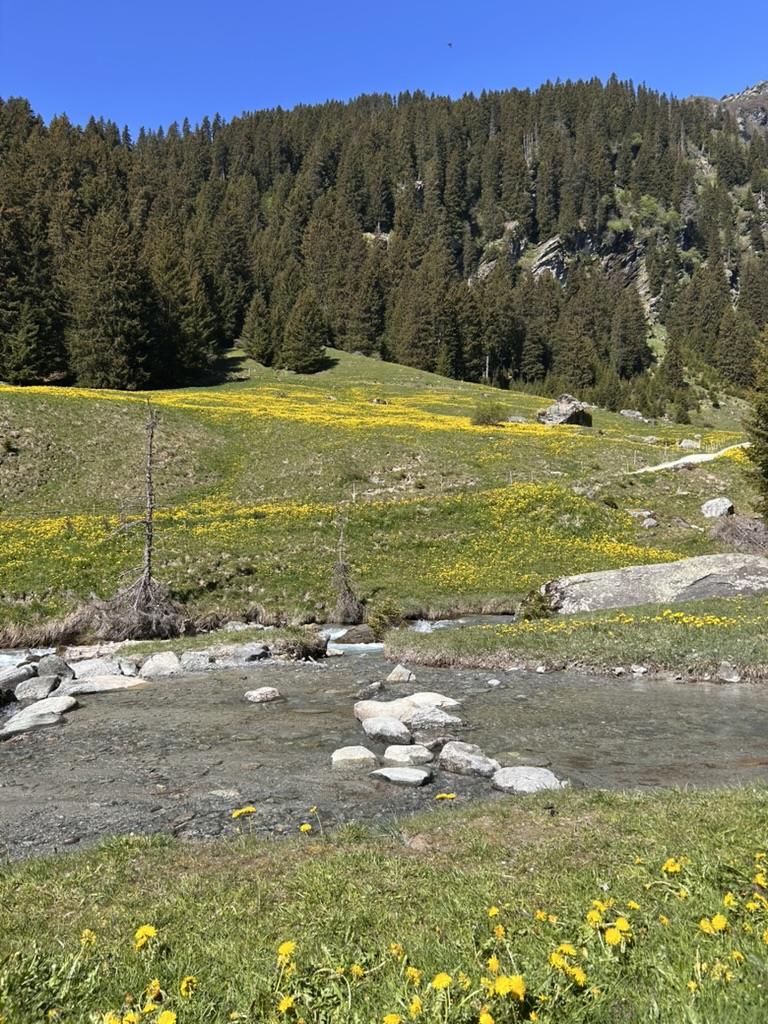 Blühende Alpwiese an einem Bach